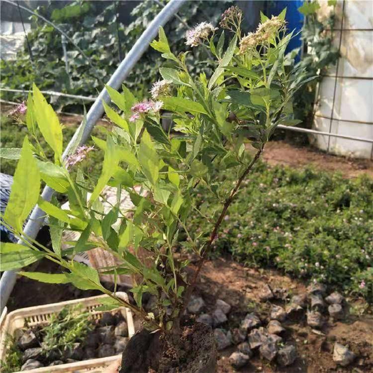 粉花绣线菊  山东粉花绣线菊批发价格  粉花绣线菊种植基地