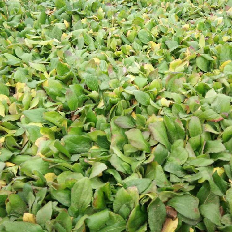 黑心菊基地