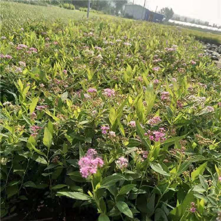 绣线菊  山东麻叶绣线菊批发价格  麻叶绣线菊基地