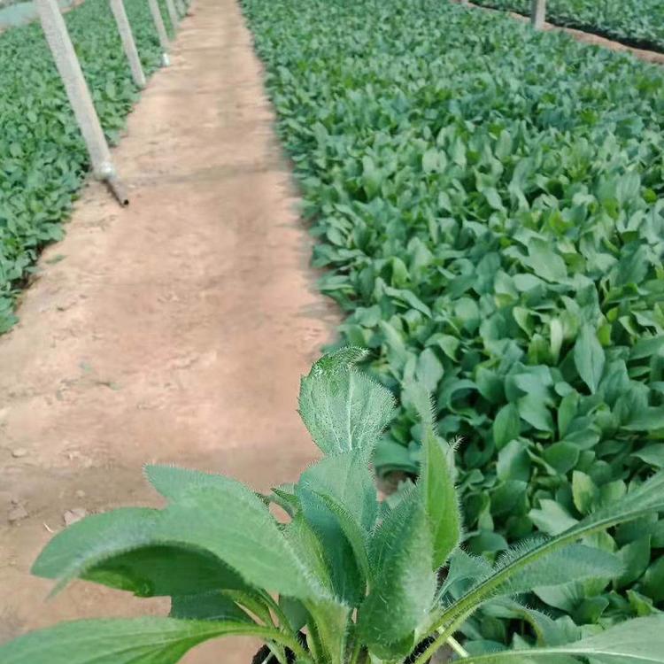 黑心菊基地批发零售种植