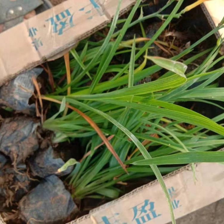 大花萱草种植基地 大花萱草价格 山东营养钵大花萱草自产自销