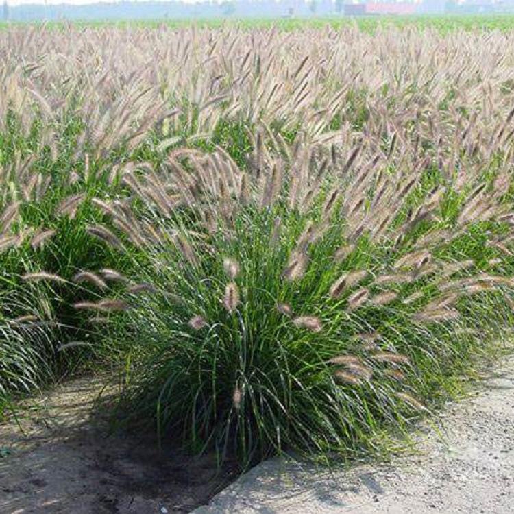 狼尾草零售基地批发生产