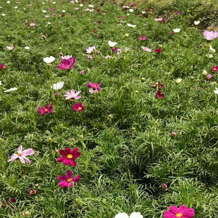 波斯菊