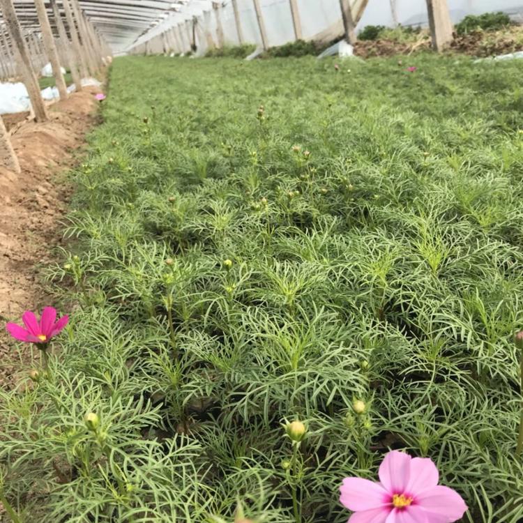 山波斯菊波斯菊基地波斯菊波斯菊批发