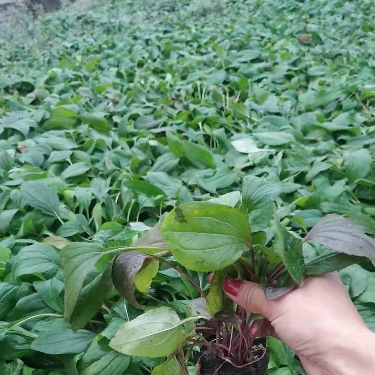 松果菊