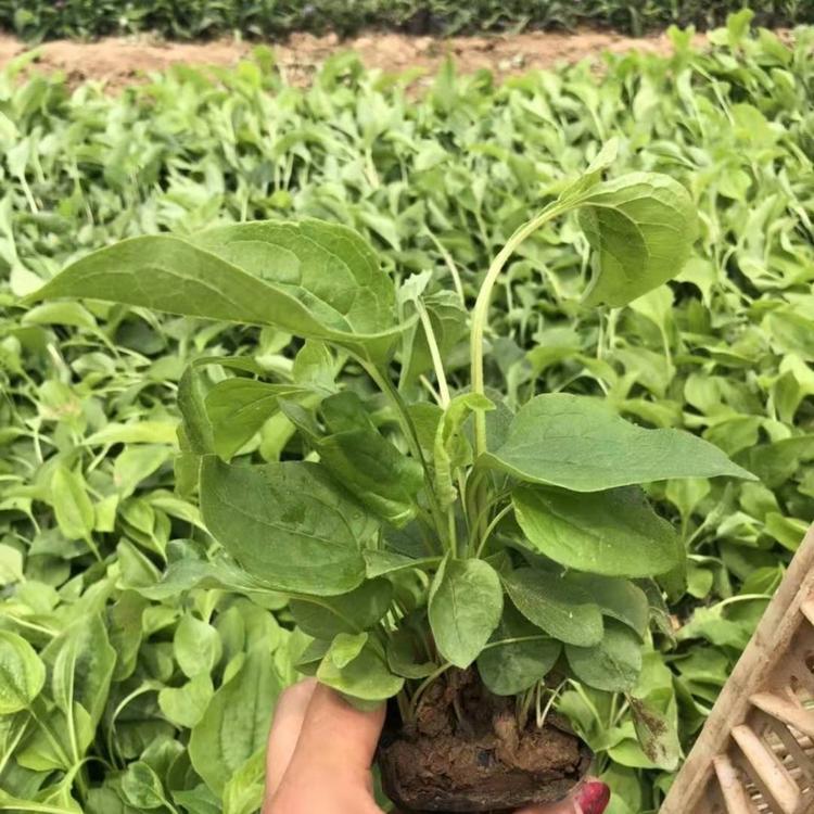 松果菊小苗批发
