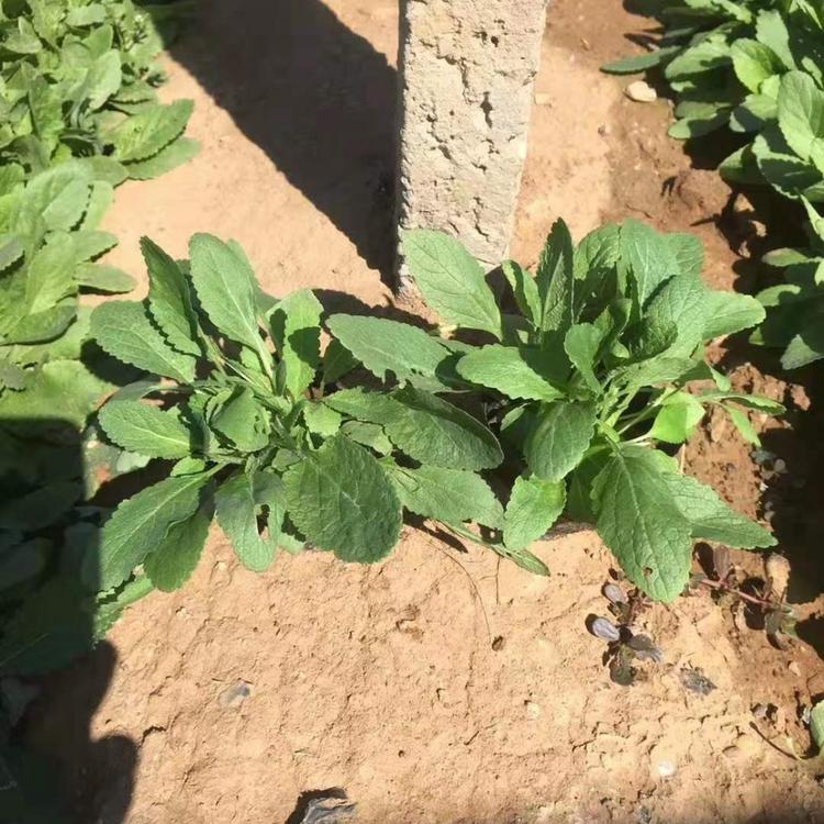 鼠尾草