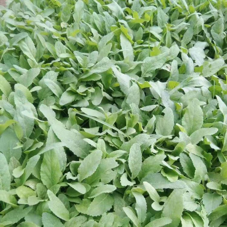 批发鼠尾草小苗鼠尾草小苗基地