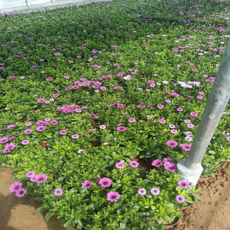 大量批发南非万寿菊批发价格_供应商价格透明