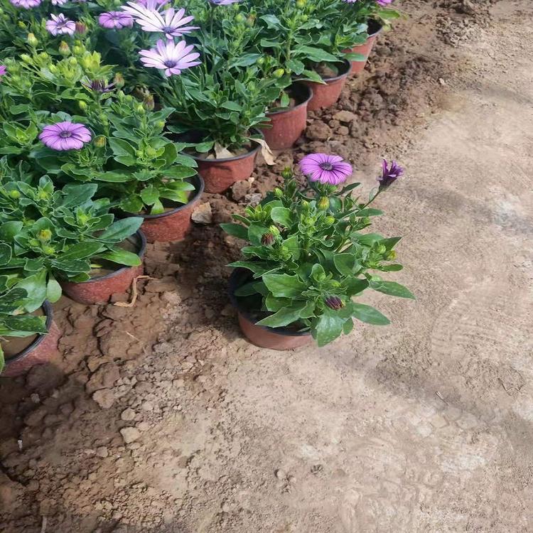 基地批发南非万寿菊批发价格_供应商价格透明
