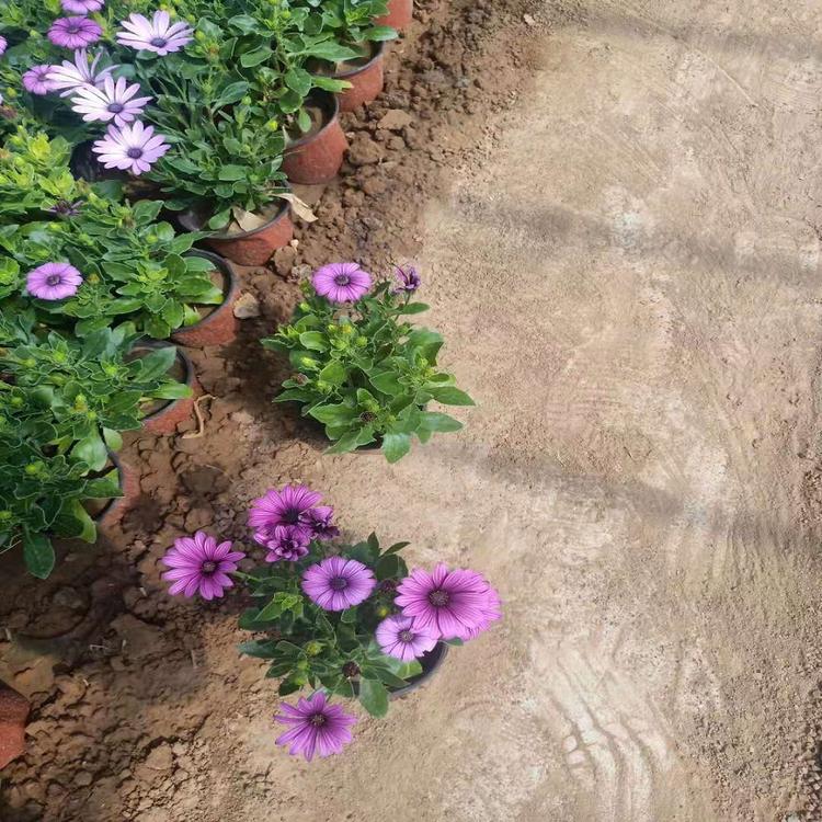 常年供应南非万寿菊培育_种植价格透明