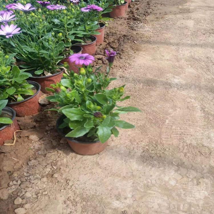 基地批发南非万寿菊营养杯苗种植基地_批发价格透明