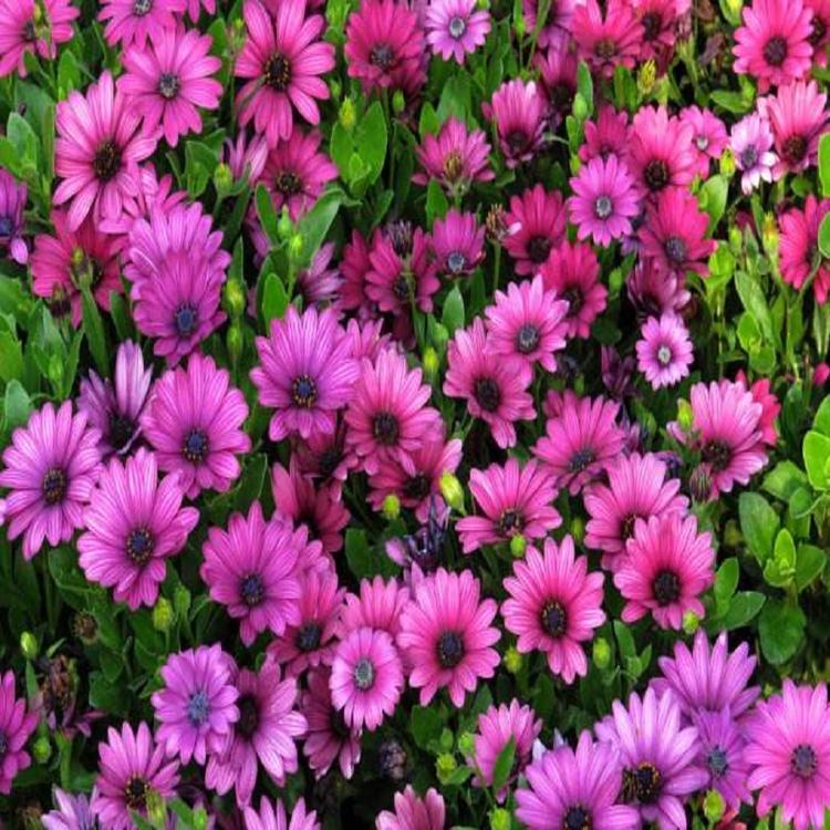 大量批发南非万寿菊幼苗种植基地_批发批发采购