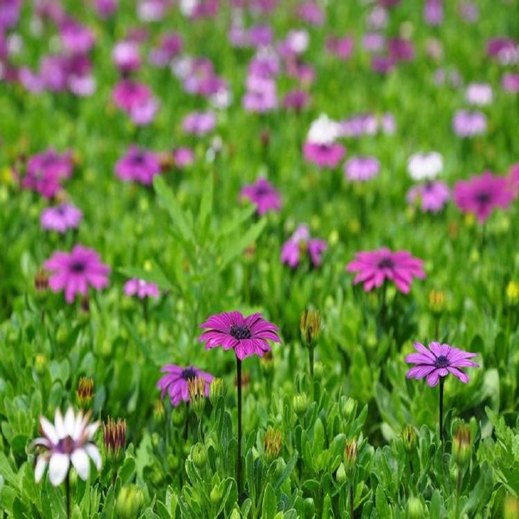 基地批发南非万寿菊营养杯苗培育_种植批发采购