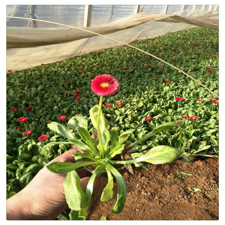 雏菊  雏菊小苗批发    草花基地