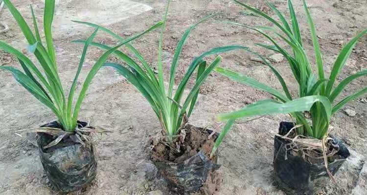 大花萱草小苗  大花萱草批发