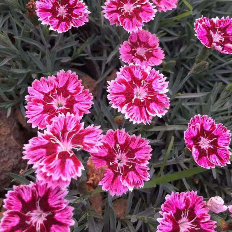 彩虹石竹穴盘苗  彩虹石竹价格  山东彩虹石竹批发  地被植物基地