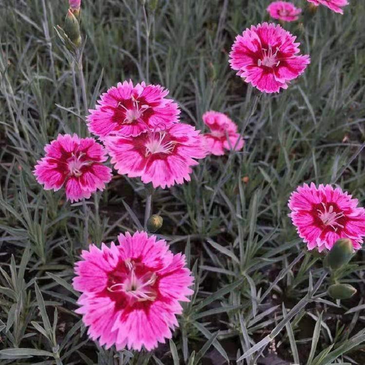 彩虹石竹穴盘苗  彩虹石竹价格  彩虹石竹批发  彩虹石竹种植基地