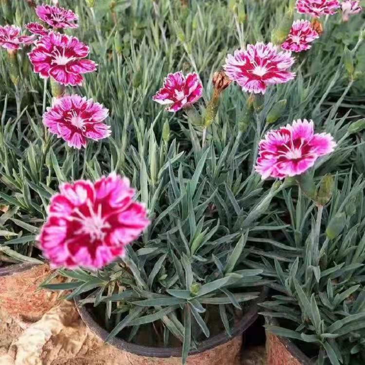 供应彩虹石竹穴盘苗  彩虹石竹批发  彩虹石竹价格  彩虹石竹基地