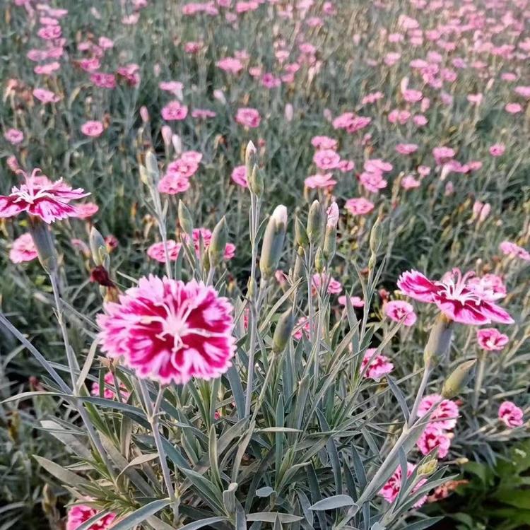 双色盆彩虹石竹批发  彩虹石竹供应商  小皮桶彩虹石竹基地