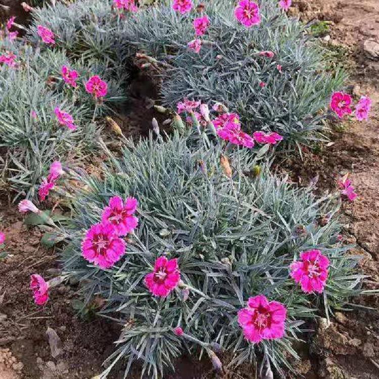 青州彩虹石竹批发  山东彩虹石竹价格  彩虹石竹穴盘苗供应商