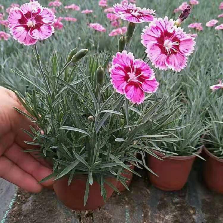 山东彩虹石竹批发价格  青州彩虹石竹穴盘苗种植基地  供应彩虹石竹