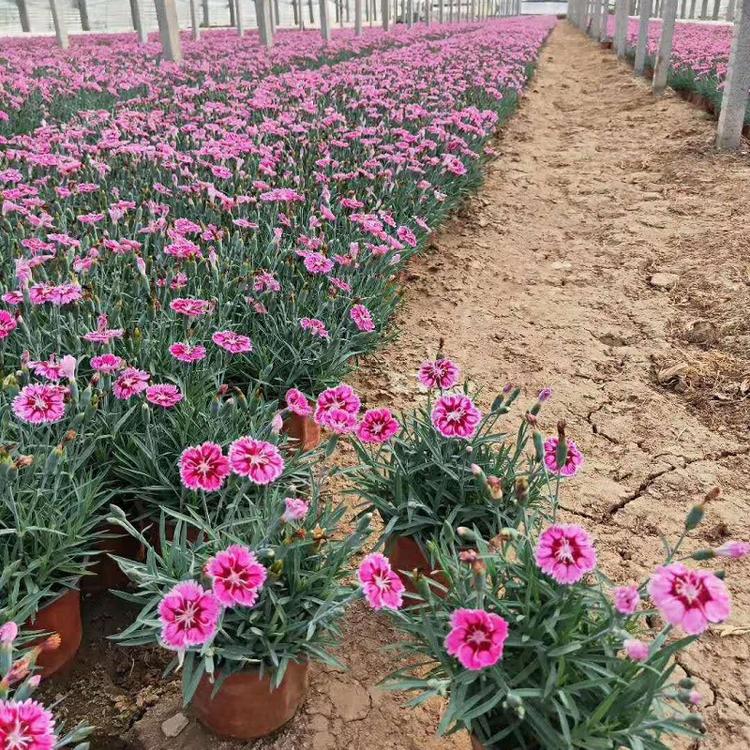 青州彩虹石竹批发价格  山东彩虹石竹穴盘苗基地  供应彩虹石竹一手货源