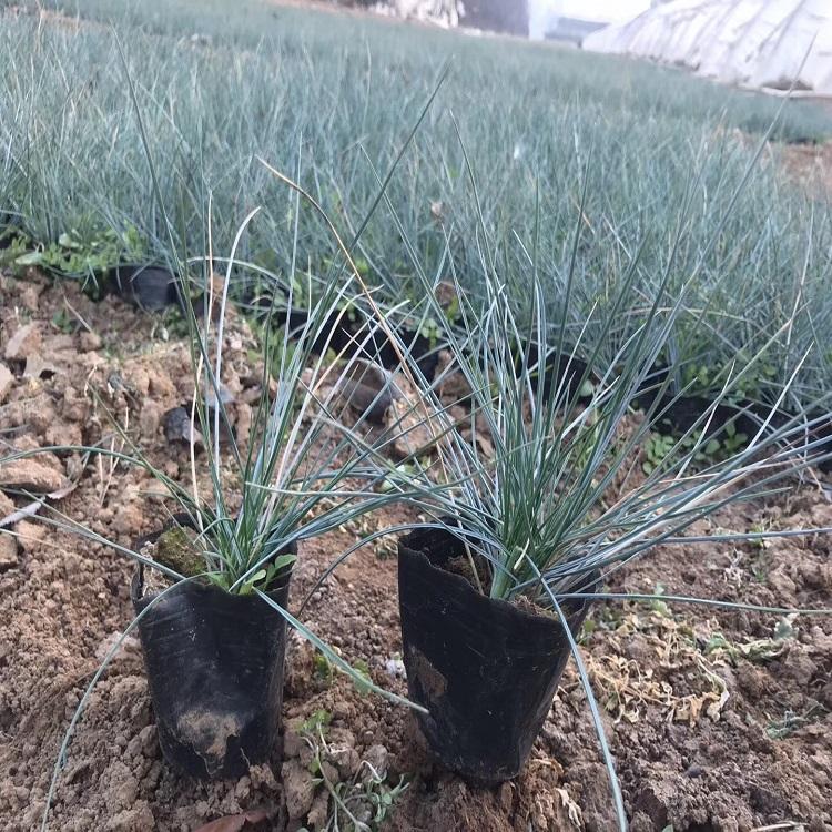蓝羊茅小苗批发基地零售蓝羊茅生产