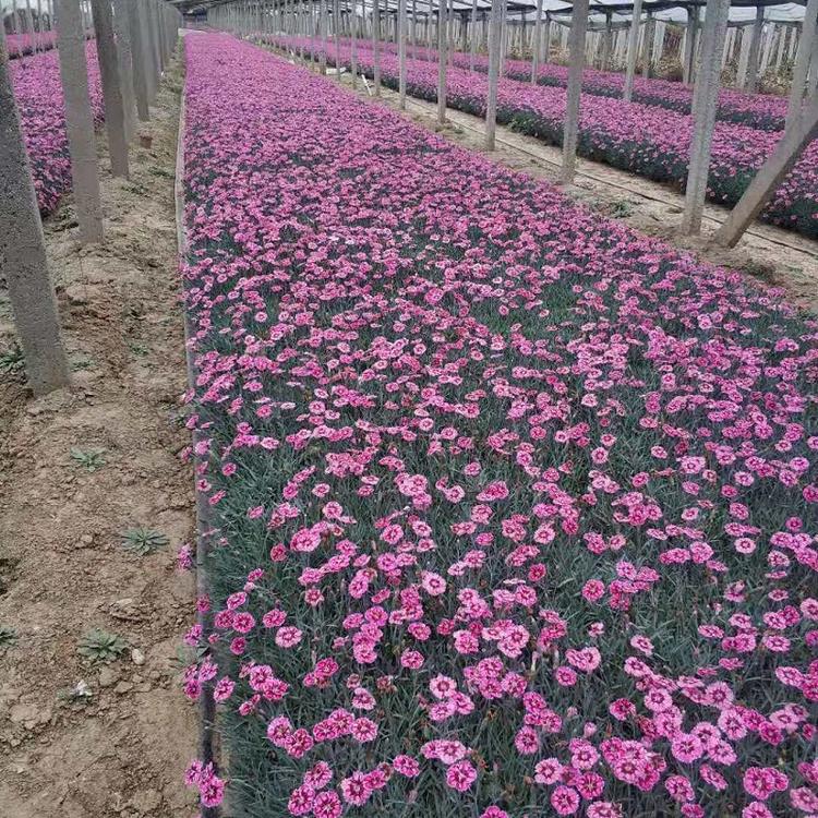 彩虹石竹供应商  青州彩虹石竹穴盘苗批发价格  彩虹石竹基地
