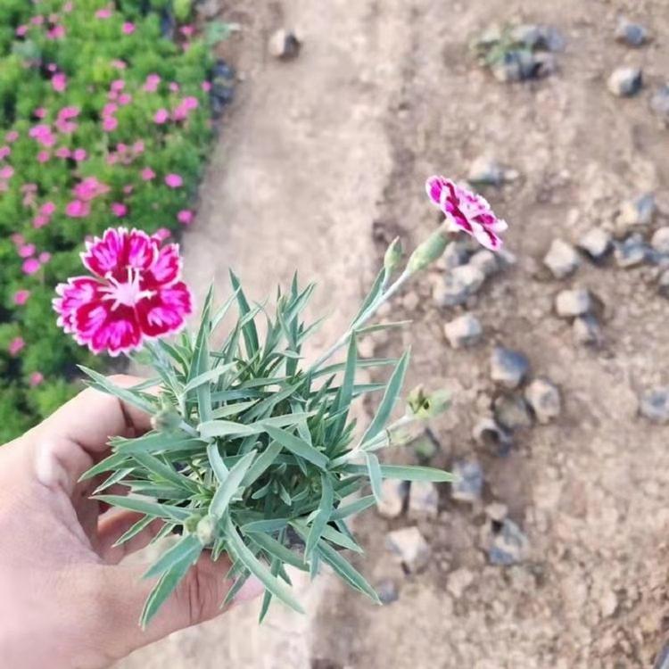彩虹石竹花海  彩虹石竹价格  彩虹石竹批发  彩虹石竹穴盘苗