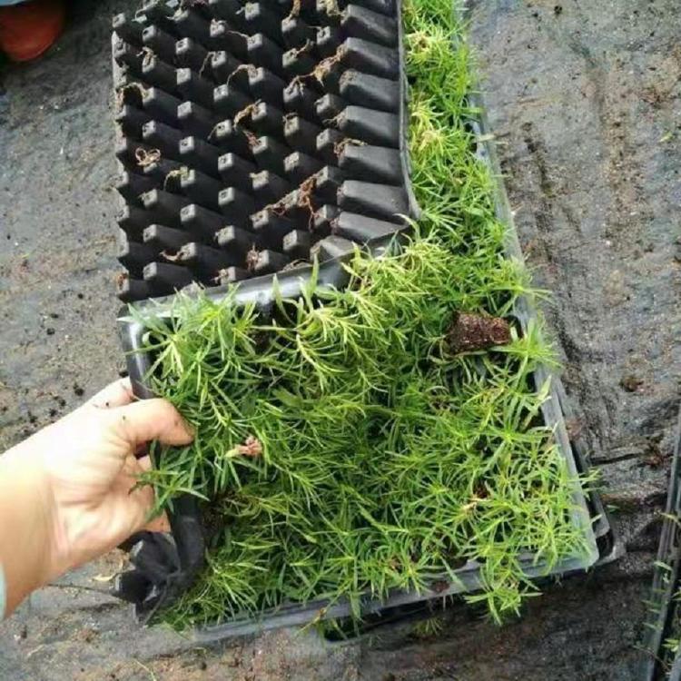 欧石竹小苗 山东穴盘苗批发 欧石竹穴盘苗