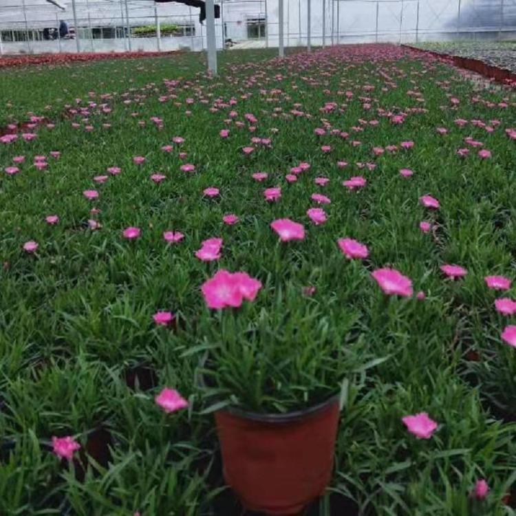 欧石竹小苗批发 欧石竹穴盘苗价格 青州宿根花卉
