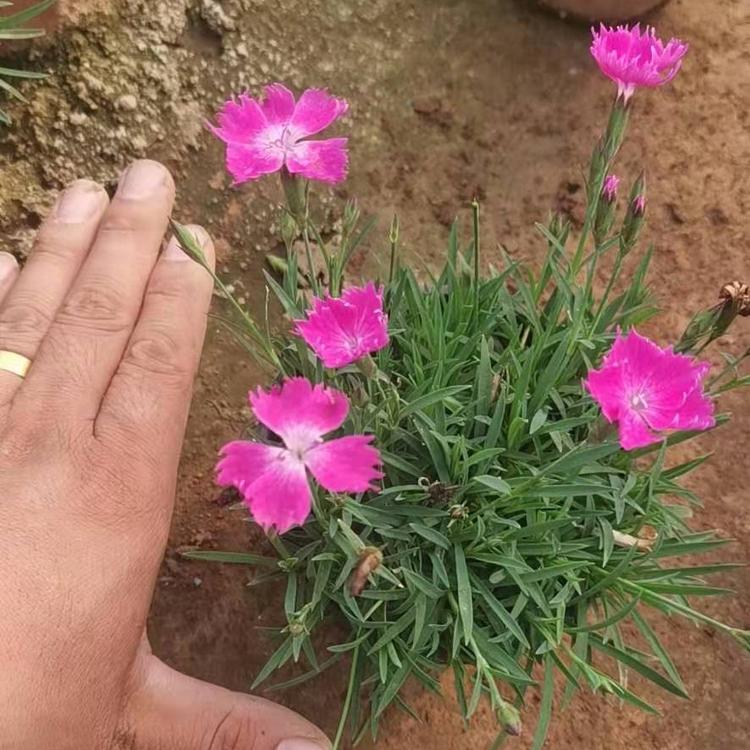 青州欧石竹价格 欧石竹花苗 欧石竹量大从优 价格低