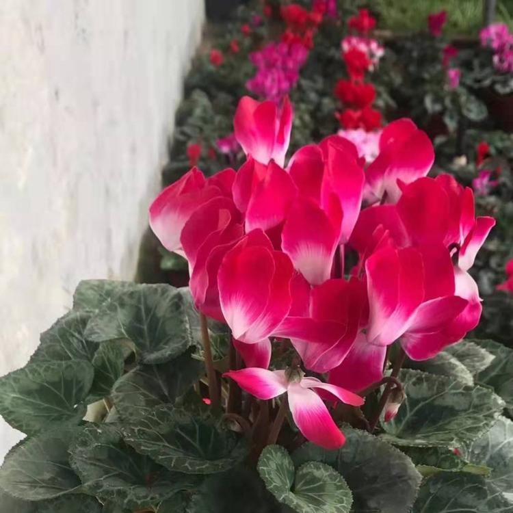 君子兰的价格 君子兰基地 君子兰的花色