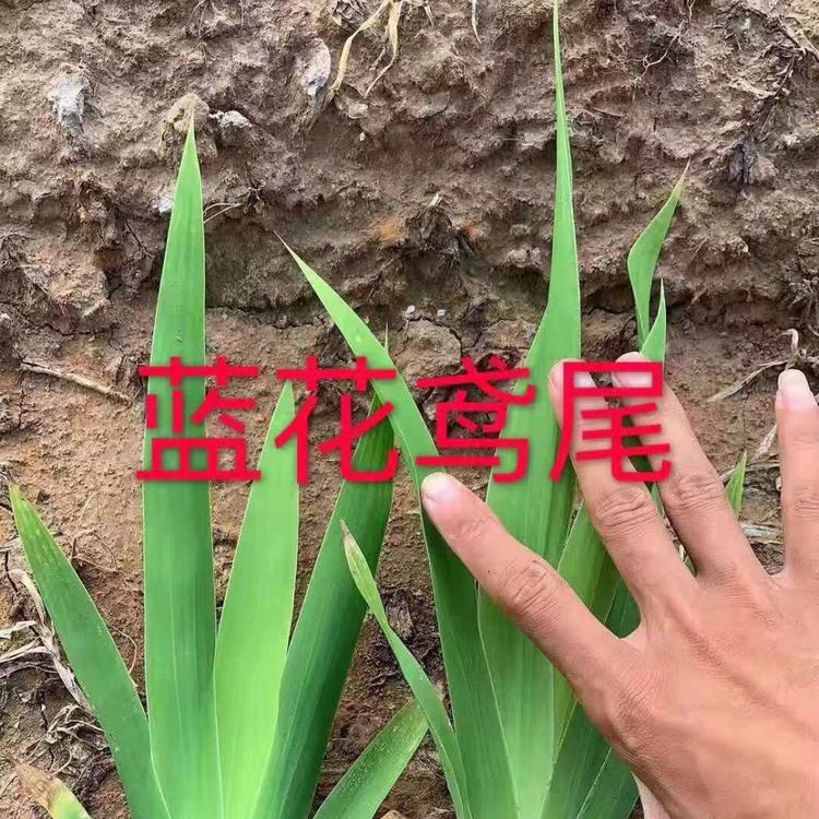 蓝花鸢尾 鸢尾基地 鸢尾价格  地栽鸢尾 营养倍鸢尾