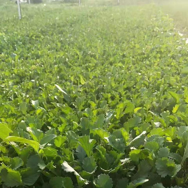 大滨菊供应  基地直发  大滨菊价格   大滨菊报价  青州子锐花卉