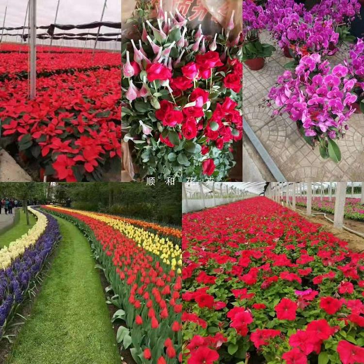 青州时令草花批发  山东时令草花价格  时令草花基地