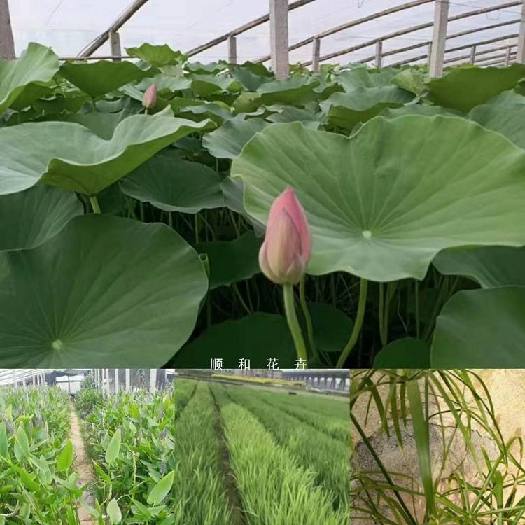 青州时令草种植基地  山东时令草花批发价格  租摆草花