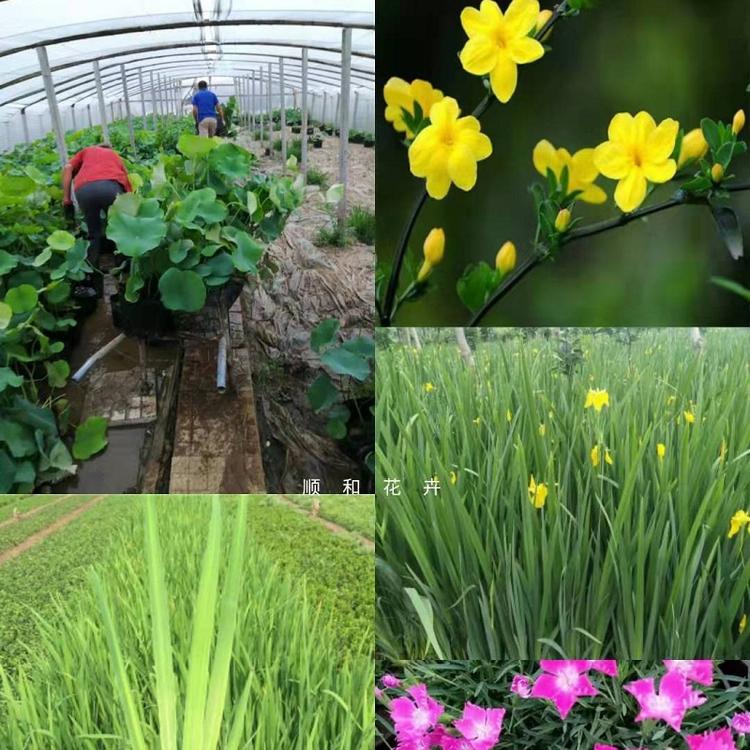 山东时令草种植基地  青州时令草花批发价格  供应地被小苗