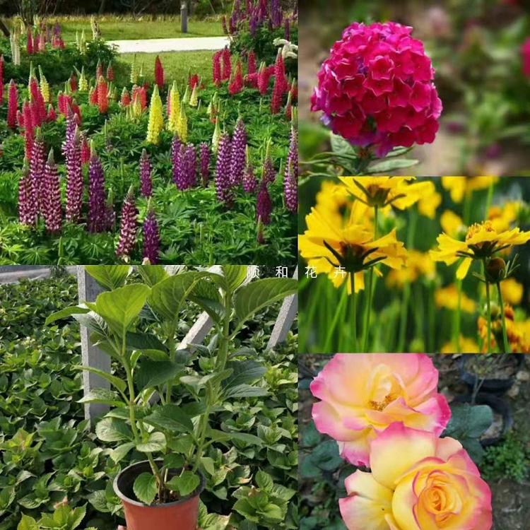 宿根花卉批发  宿根草花价格  地被苗木基地