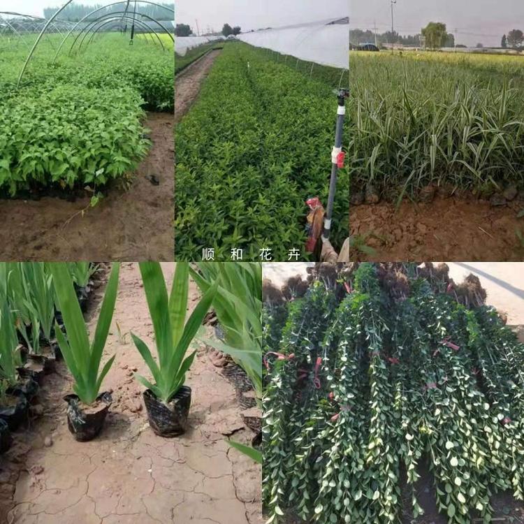 山东宿根花卉批发  青州宿根草花价格  地被小苗基地