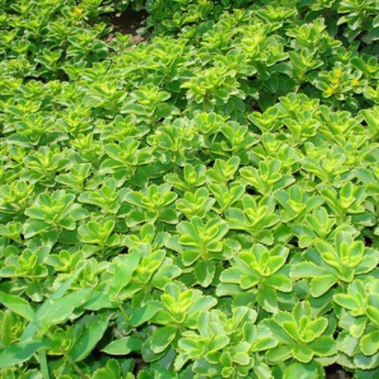 种植生产三七景天小苗基地三七景天小苗
