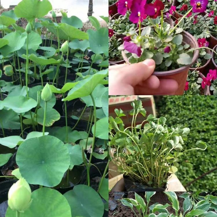 山东水生植物批发  青州水生植物价格  观赏草水生植物