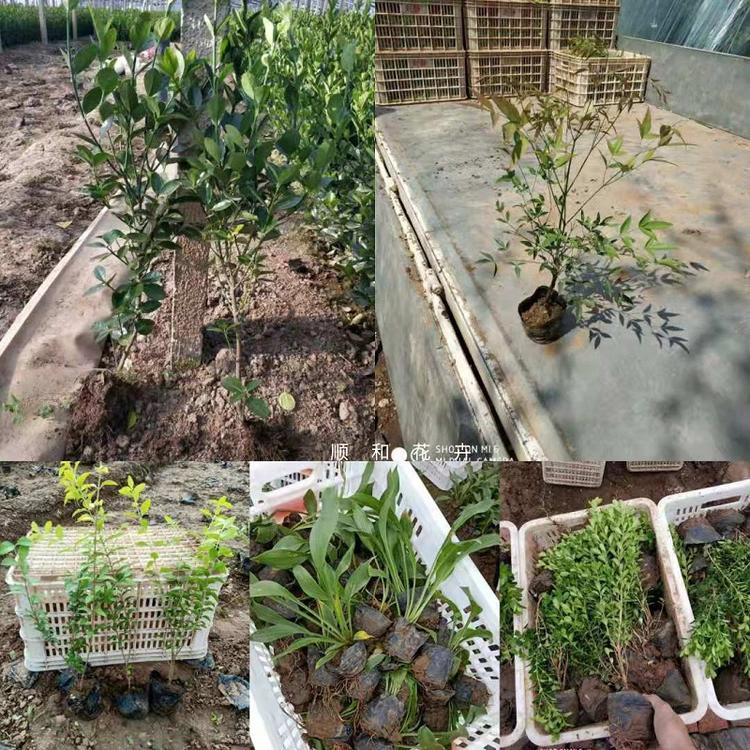 青州水生植物批发  山东水生植物价格  观赏草基地