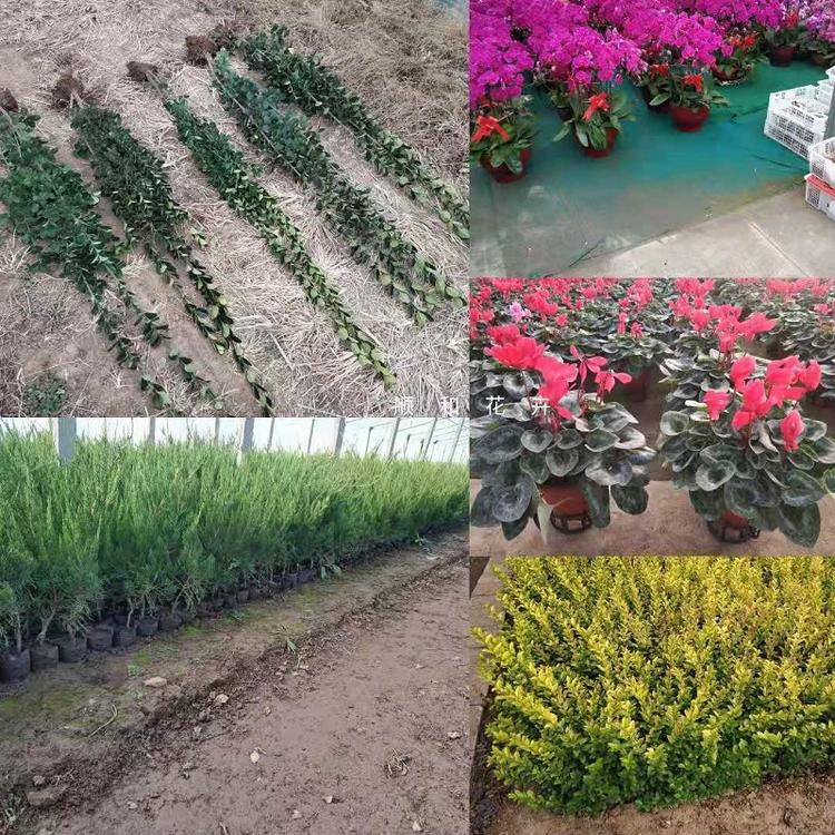 观赏草  观赏草批发  观赏草价格  观赏草基地
