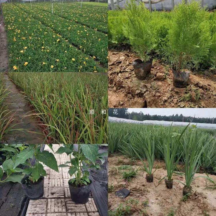 山东观赏草批发  观赏草价格  观赏草基地直销