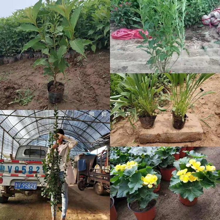 观赏草  山东观赏草基地  观赏草批发基地  顺和花卉