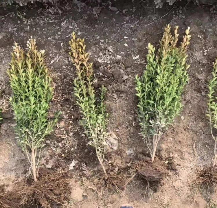 瓜子黄杨基地直发  瓜子黄杨价格   子锐花卉瓜子黄杨报价