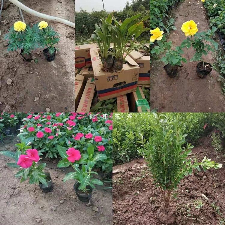 观赏草  青州观赏草基地  观赏草批发价格  租摆草花供应商