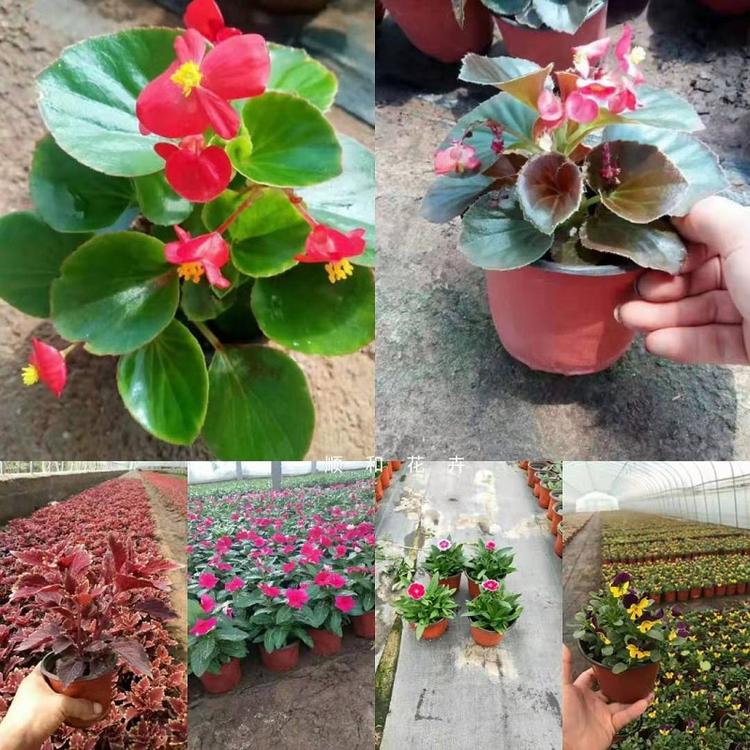 观赏草  观赏草品种  观赏草批发价格  观赏草报价